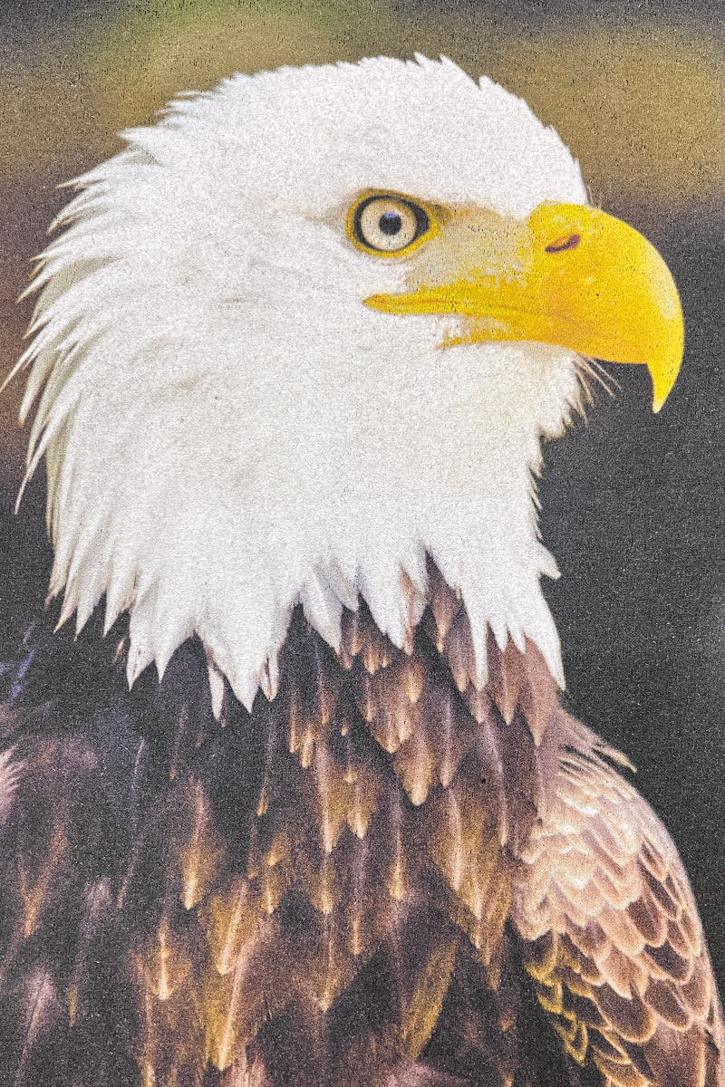 Bald Eagle Print